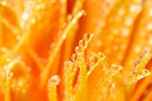 Water drops on orange flower petals, close-up photo
