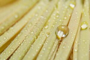 Water droplets on flower petals photo