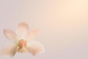 Orchid flower on light background photo