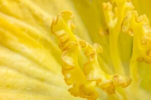 Yellow pumpkin flower close-up photo