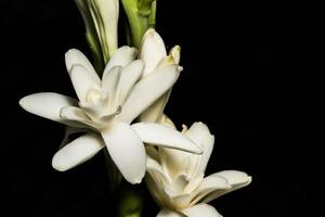 White flowers close-up photo