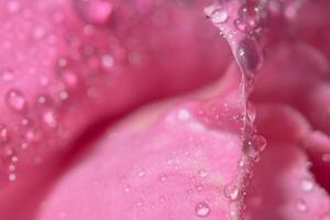 Water drops on rose petals photo