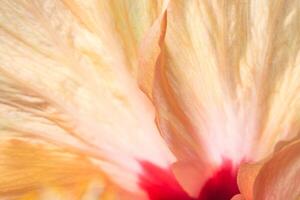 pétalos de flores de naranja foto