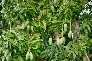 Mango fruits on the tree photo