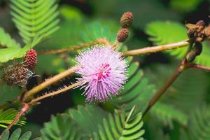 Mimosa pudica flowers photo