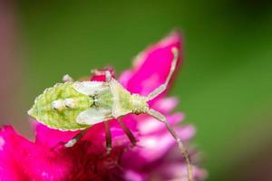 Brown assassin bug on a flower photo