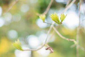 Soft photo of green leaves