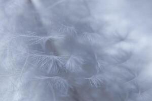 Feather macro background photo