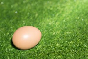 Chicken egg on green background photo