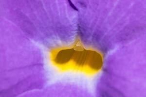 Purple and yellow flower background photo
