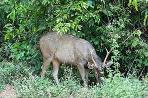 ciervos sambar en el parque nacional khao yai foto