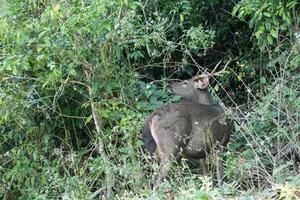 ciervos sambar en el parque nacional khao yai foto