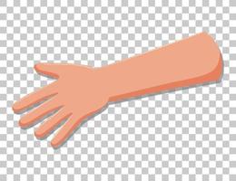 Arm with fingers isolated vector