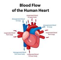 Information poster of human heart diagram vector