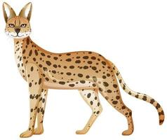 Serval animal aislado sobre fondo blanco. vector