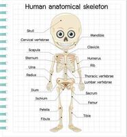 esqueleto anatómico humano con etiqueta vector
