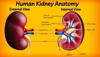 Human kidney anatomy diagram vector