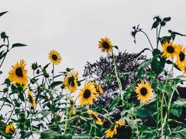 Close-up of sunflowers photo