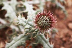 Spiky weed in the garden photo