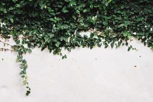 Ivy on white cement photo