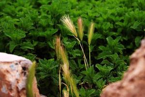 Tall grass in the garden photo