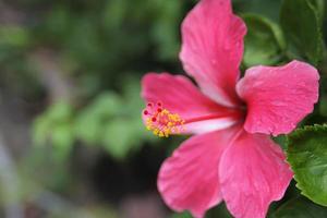 Selective focus red Hibiscus flower background