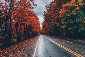 Autumn trees along a road photo