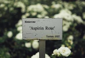 Aspirin rose sign in a garden photo