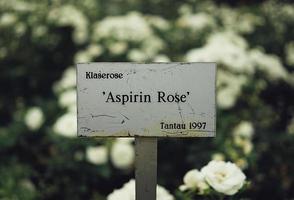 Signo de rosa de aspirina en un jardín. foto