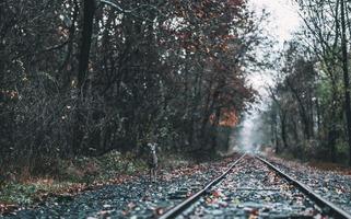 Deer standing near train tracks photo