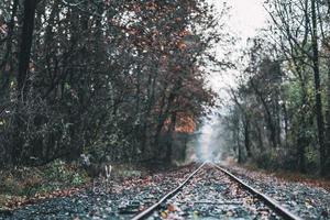 Deer near train tracks photo