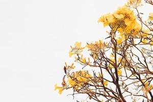 hojas amarillas en un árbol foto