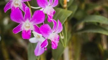 close up pink violet orchid flower. Beautiful orchid flower blossoming on green nature spring garden flowers colorful plant and bokeh photo