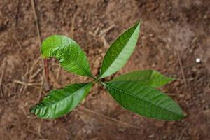 The mango tree grows in the top view. photo