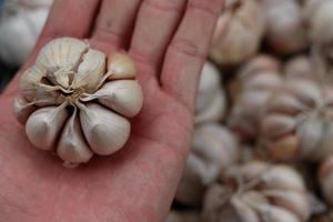 Hand holding garlic close up