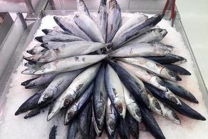 Fresh mackerel fish photo