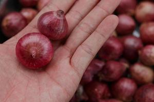 Hand holding red onions close up photo