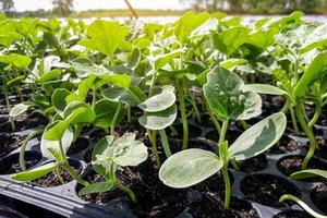 Green watermelon leaves photo