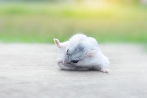 Close-up of a hamster photo
