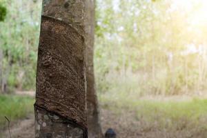 Tree trunk and sunlight photo