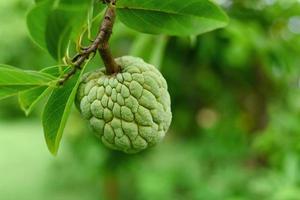 Custard apple branch on tree photo