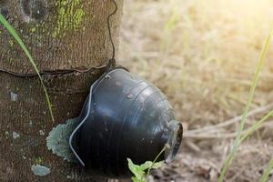 planta en maceta en el tronco de un árbol foto