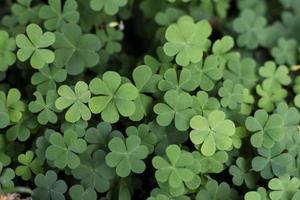 Green clovers in the spring photo