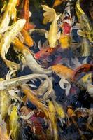 Colorful koi fish in a pond photo