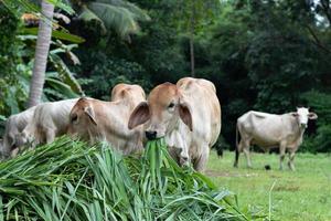 Cows eating grass photo