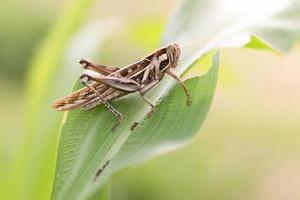 Grasshopper eating corn photo