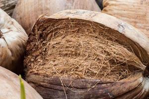 Close-up of a coconut photo