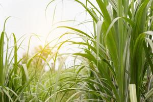 Sugar cane field with soft light. photo