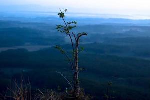 The tree on the top of the hill and the sky background photo