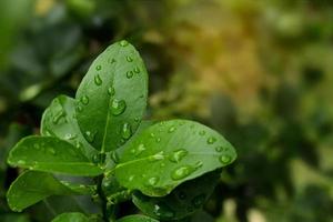 Fresh Kaffir lime leaf on tree. photo